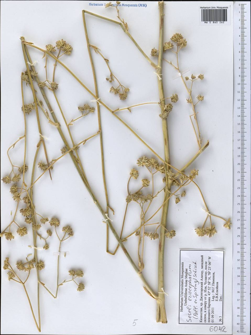 Seseli eriocephalum (Pall. ex Spreng.) Schischk., Middle Asia, Dzungarian Alatau & Tarbagatai (M5) (Kazakhstan)