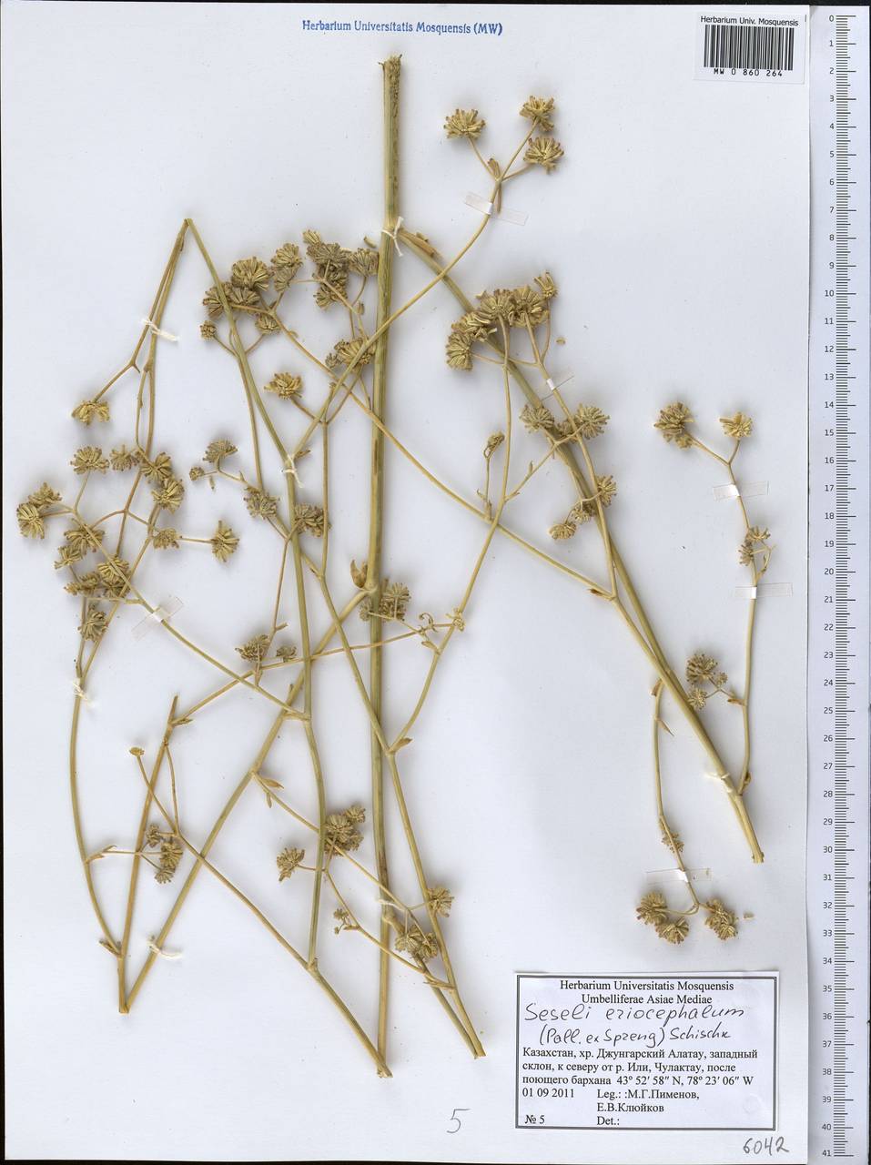 Seseli eriocephalum (Pall. ex Spreng.) Schischk., Middle Asia, Dzungarian Alatau & Tarbagatai (M5) (Kazakhstan)