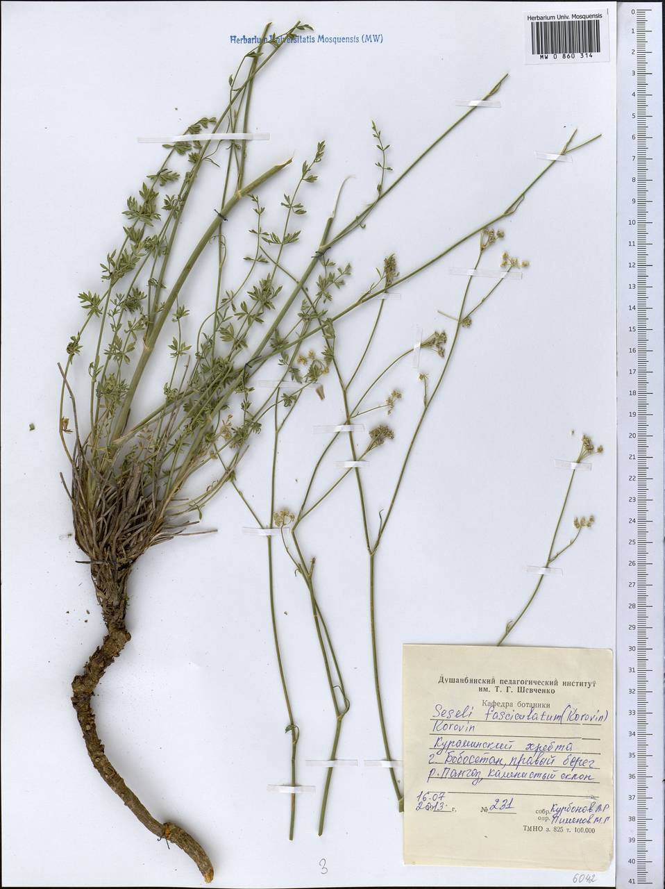 Libanotis fasciculata Korov., Middle Asia, Western Tian Shan & Karatau (M3) (Tajikistan)