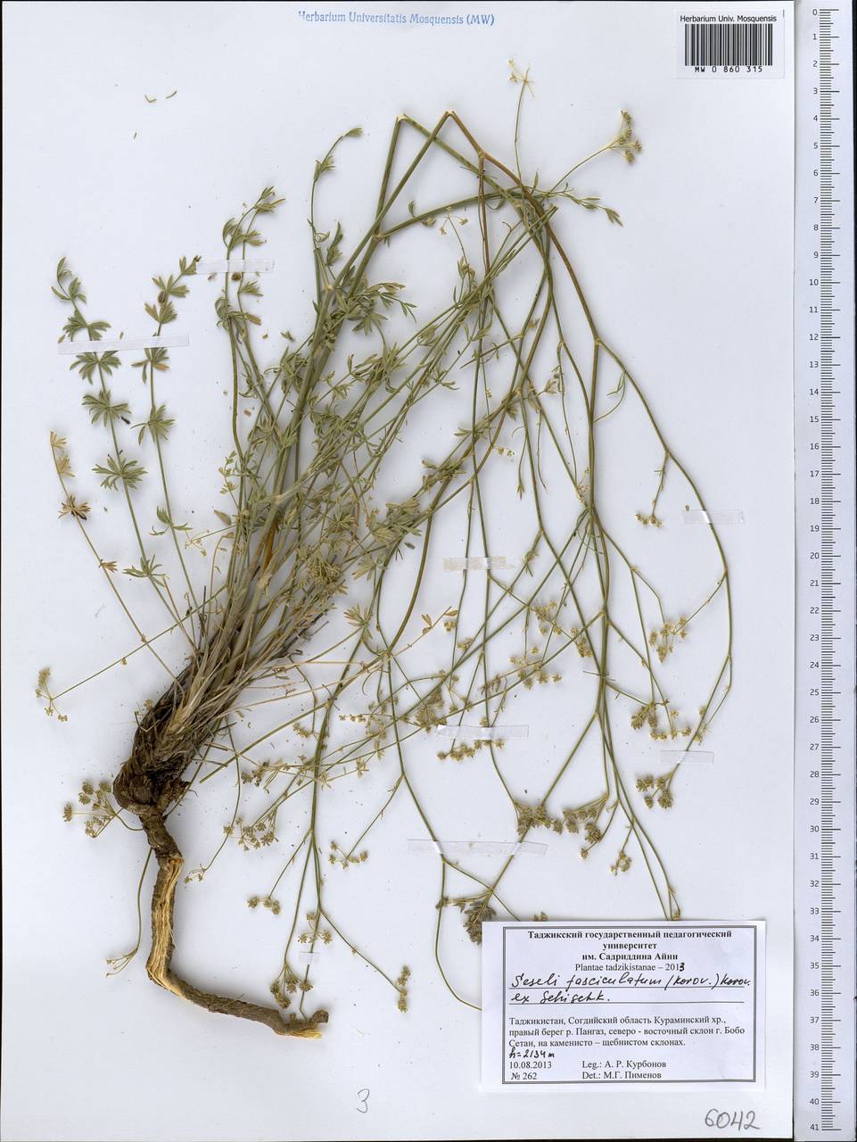 Libanotis fasciculata Korov., Middle Asia, Western Tian Shan & Karatau (M3) (Tajikistan)