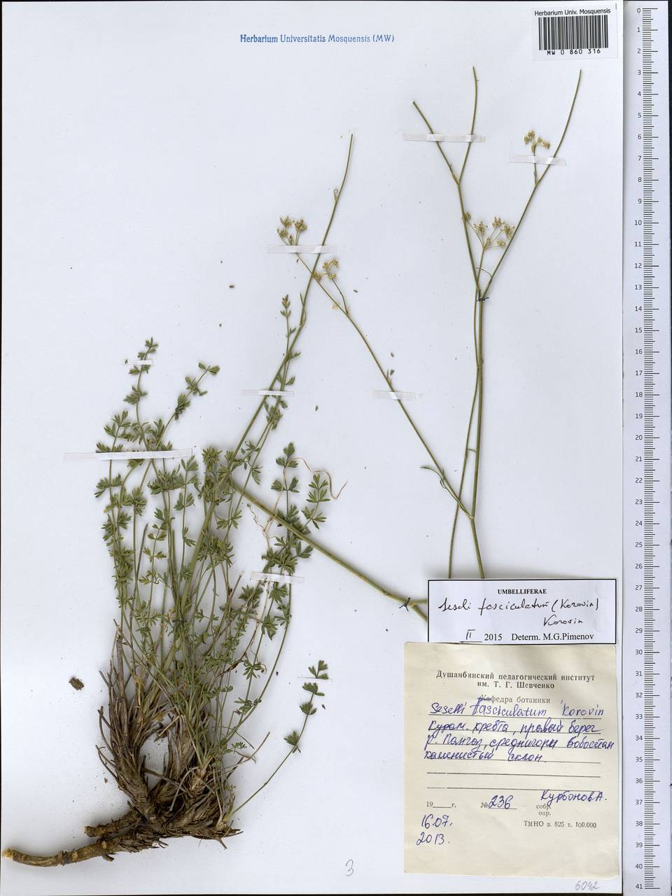 Libanotis fasciculata Korov., Middle Asia, Western Tian Shan & Karatau (M3) (Tajikistan)