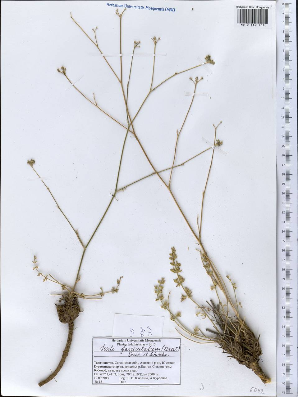 Libanotis fasciculata Korov., Middle Asia, Western Tian Shan & Karatau (M3) (Tajikistan)