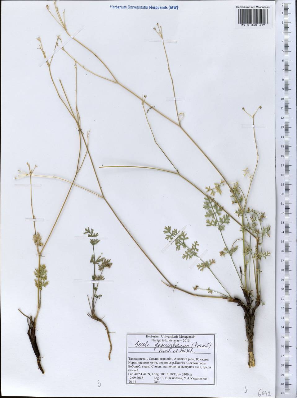 Libanotis fasciculata Korov., Middle Asia, Western Tian Shan & Karatau (M3) (Tajikistan)