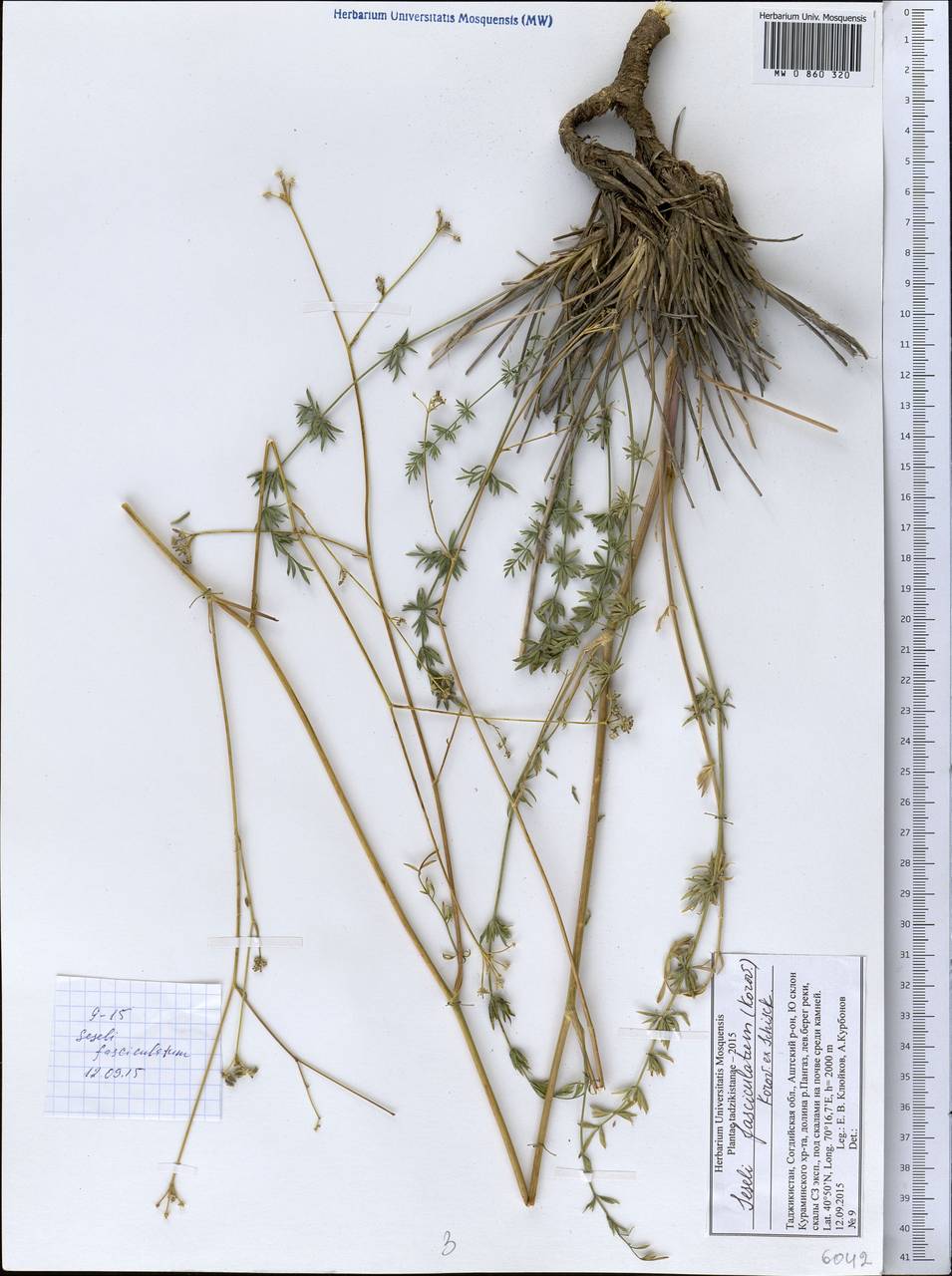 Libanotis fasciculata Korov., Middle Asia, Western Tian Shan & Karatau (M3) (Tajikistan)