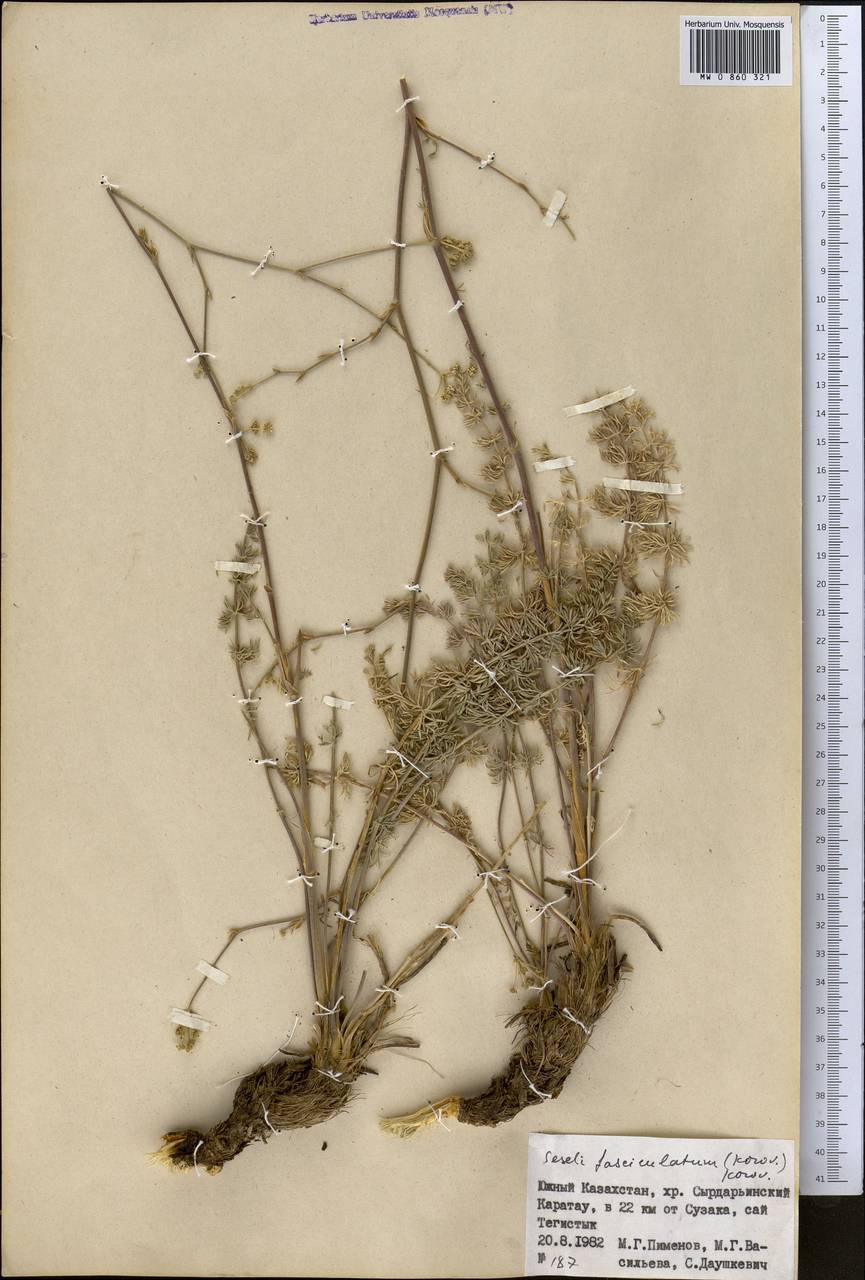 Libanotis fasciculata Korov., Middle Asia, Western Tian Shan & Karatau (M3) (Kazakhstan)