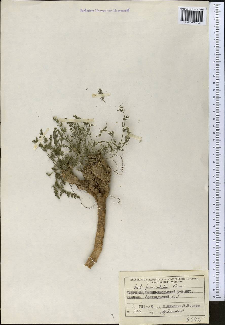 Libanotis fasciculata Korov., Middle Asia, Western Tian Shan & Karatau (M3) (Kyrgyzstan)