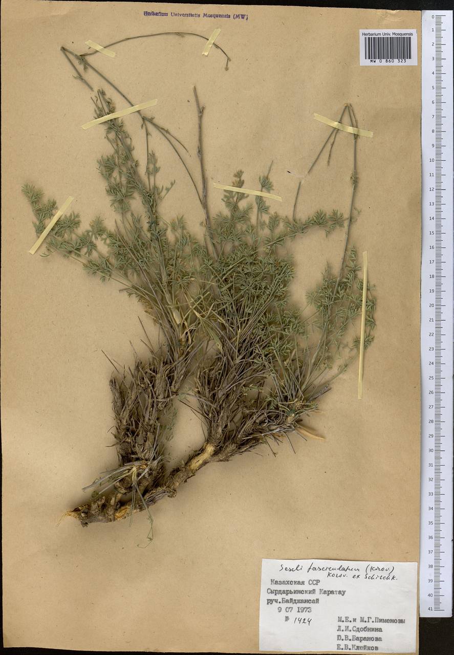 Libanotis fasciculata Korov., Middle Asia, Western Tian Shan & Karatau (M3) (Kazakhstan)