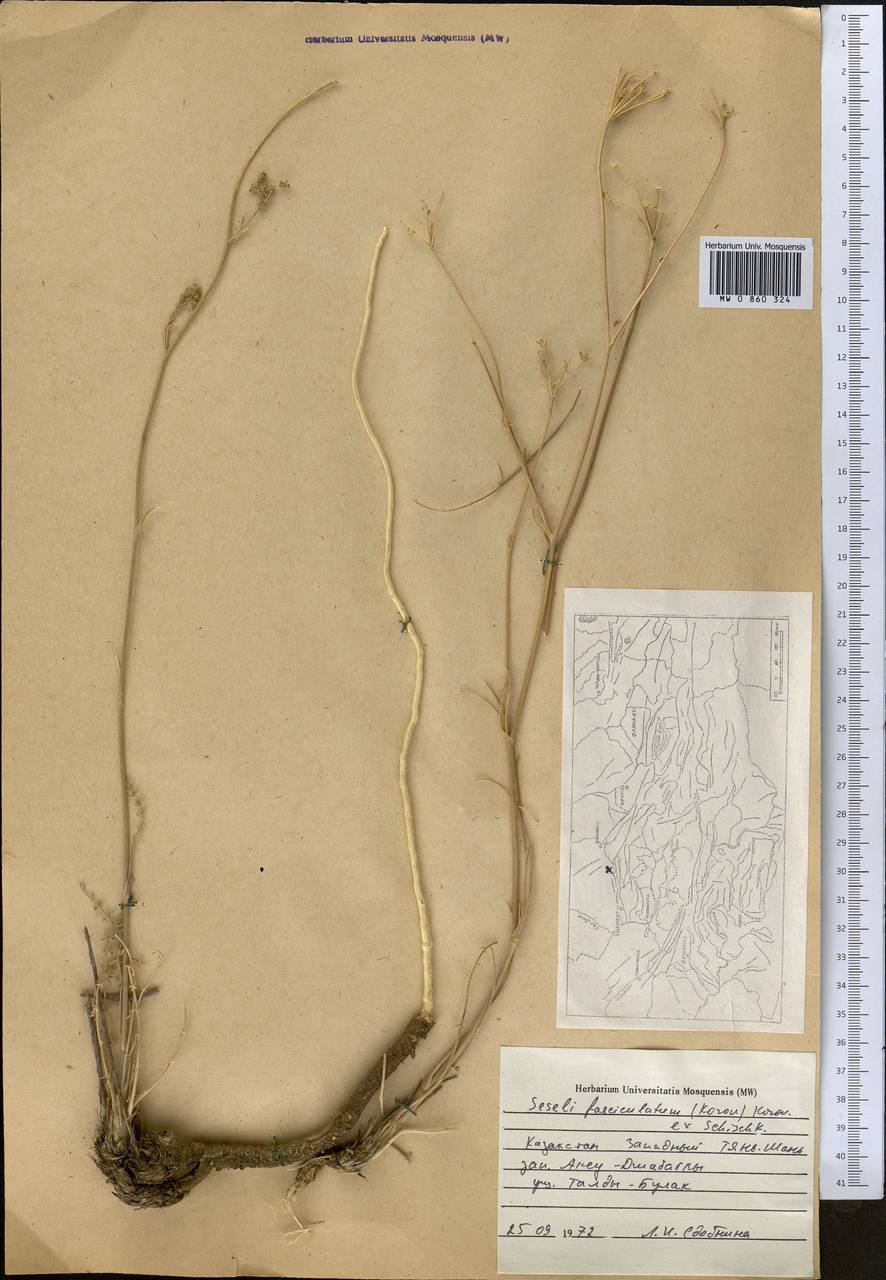 Libanotis fasciculata Korov., Middle Asia, Western Tian Shan & Karatau (M3) (Kazakhstan)