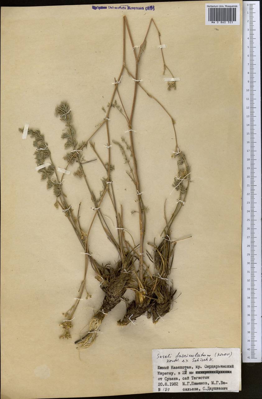 Libanotis fasciculata Korov., Middle Asia, Western Tian Shan & Karatau (M3) (Kazakhstan)