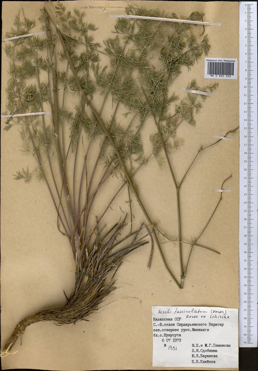 Libanotis fasciculata Korov., Middle Asia, Western Tian Shan & Karatau (M3) (Kazakhstan)