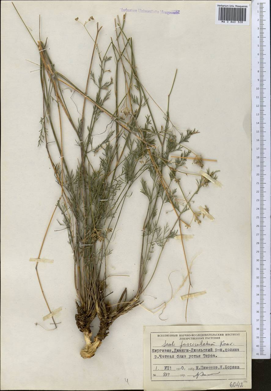 Libanotis fasciculata Korov., Middle Asia, Western Tian Shan & Karatau (M3) (Kyrgyzstan)