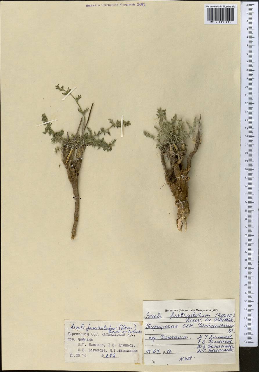 Libanotis fasciculata Korov., Middle Asia, Western Tian Shan & Karatau (M3) (Kyrgyzstan)