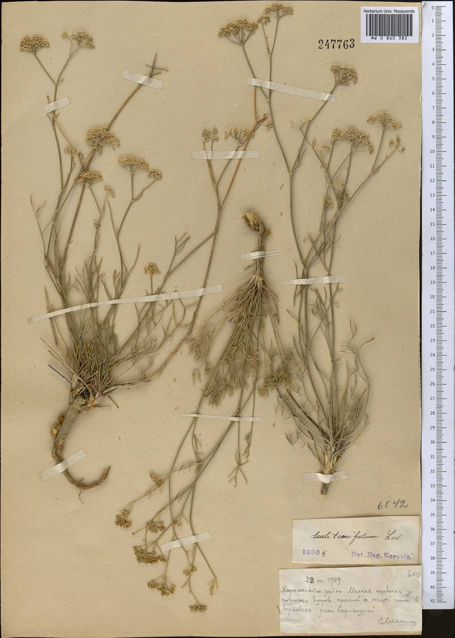 Seseli glabratum Willd. ex Schult., Middle Asia, Muyunkumy, Balkhash & Betpak-Dala (M9) (Kazakhstan)