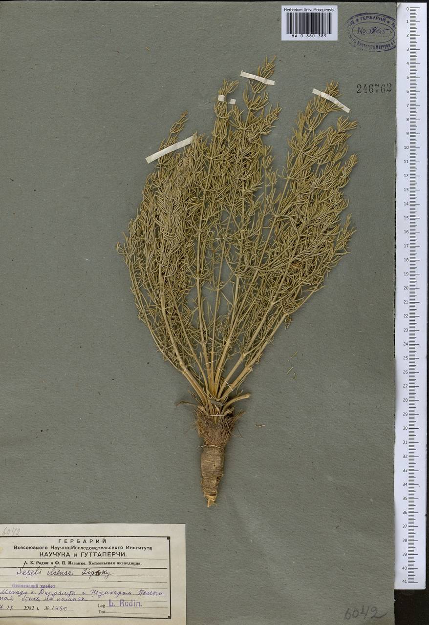 Libanotis iliensis (Regel & Schmalh.) Korov., Middle Asia, Northern & Central Tian Shan (M4) (Kazakhstan)