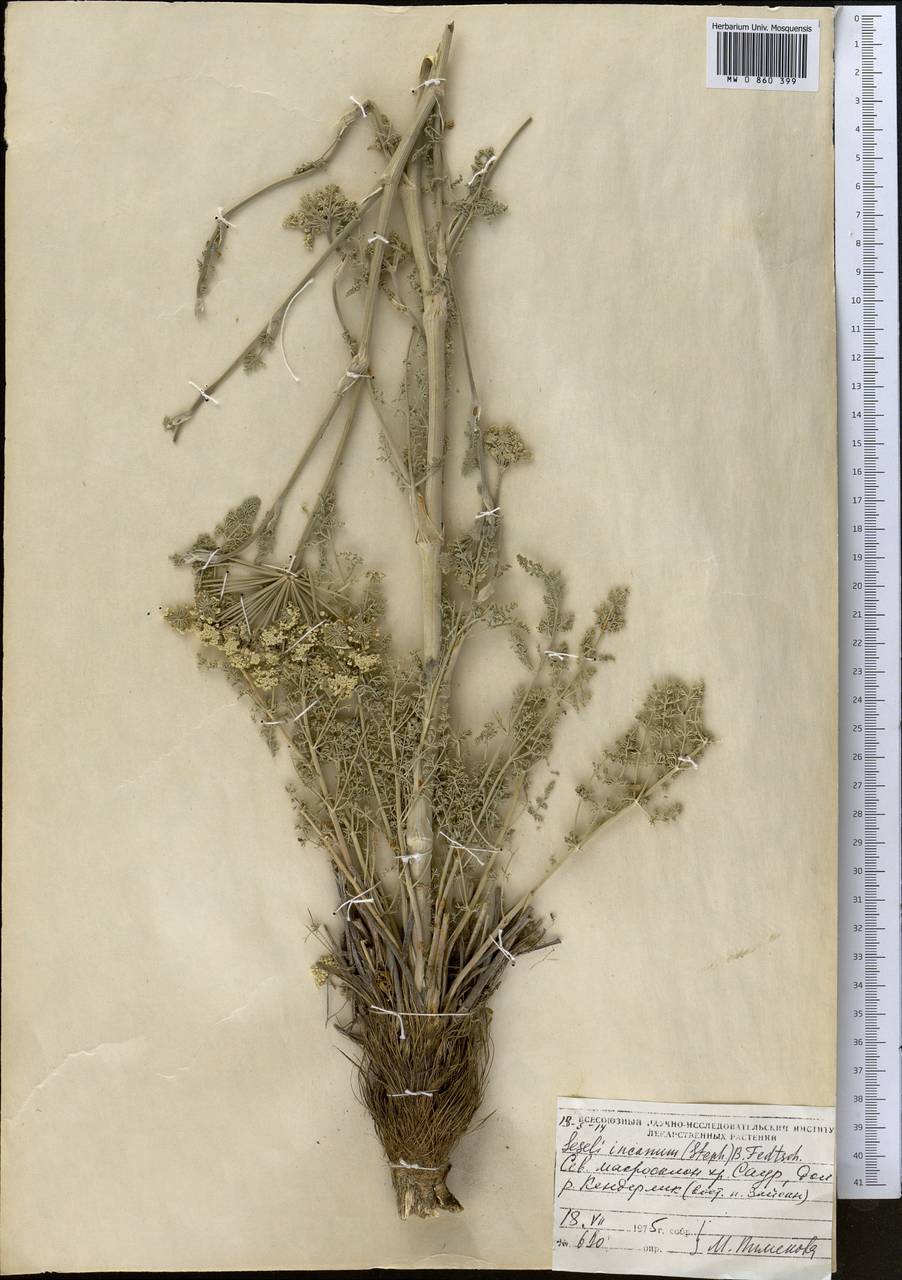 Libanotis incana (Stephan ex Willd.) O. Fedtsch. & B. Fedtsch., Middle Asia, Dzungarian Alatau & Tarbagatai (M5) (Kazakhstan)