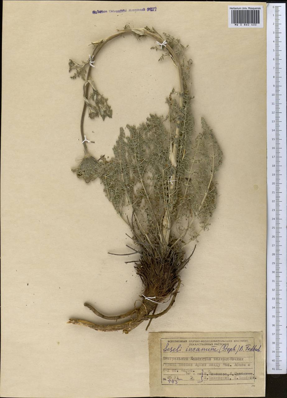 Libanotis incana (Stephan ex Willd.) O. Fedtsch. & B. Fedtsch., Middle Asia, Muyunkumy, Balkhash & Betpak-Dala (M9) (Kazakhstan)