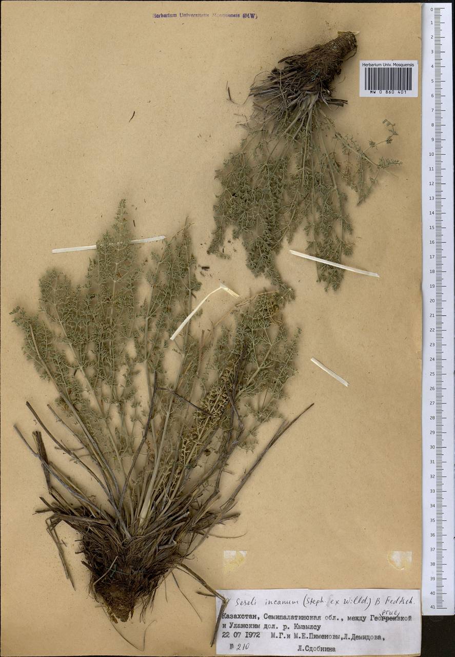 Libanotis incana (Stephan ex Willd.) O. Fedtsch. & B. Fedtsch., Middle Asia, Muyunkumy, Balkhash & Betpak-Dala (M9) (Kazakhstan)