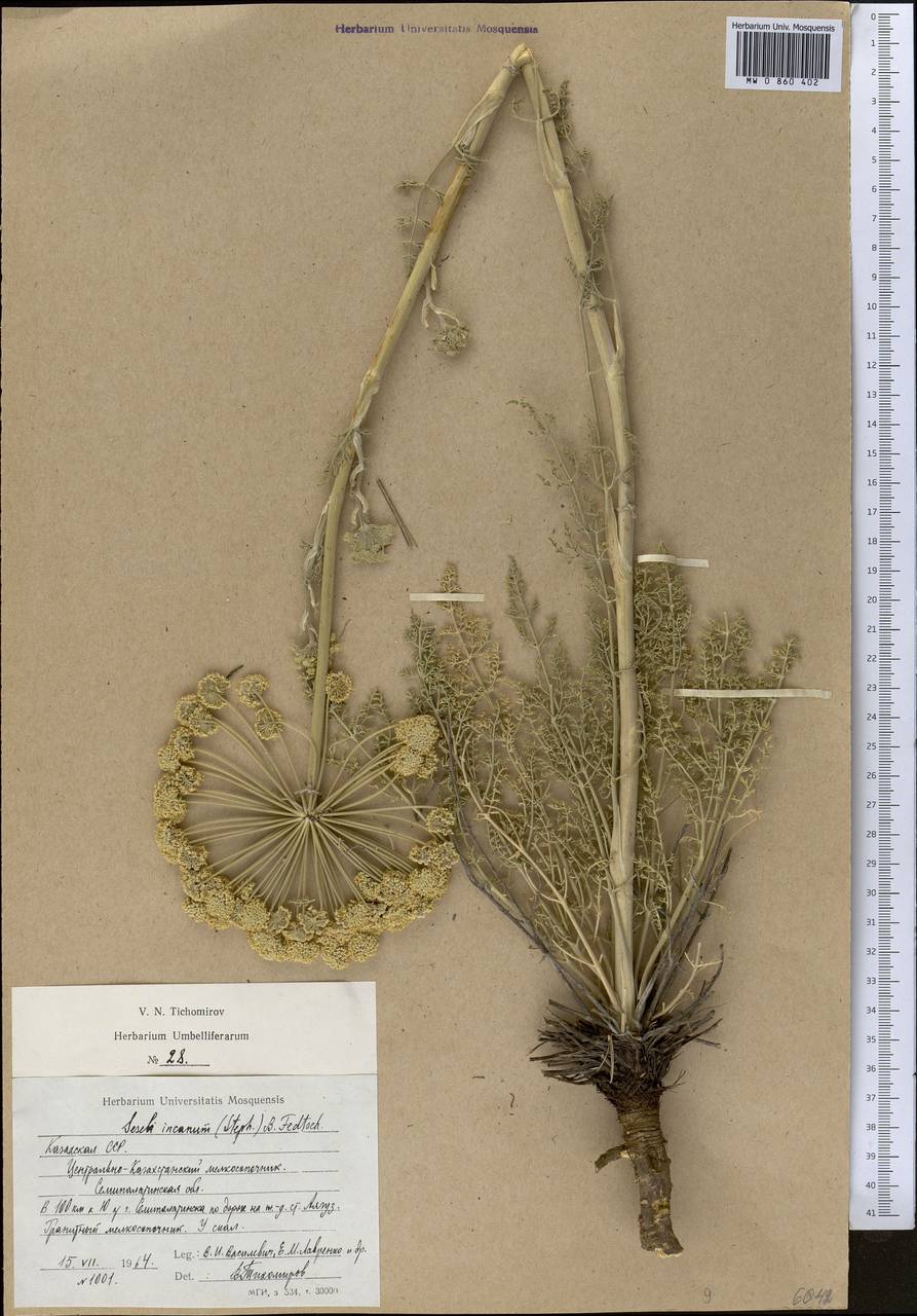 Libanotis incana (Stephan ex Willd.) O. Fedtsch. & B. Fedtsch., Middle Asia, Muyunkumy, Balkhash & Betpak-Dala (M9) (Kazakhstan)