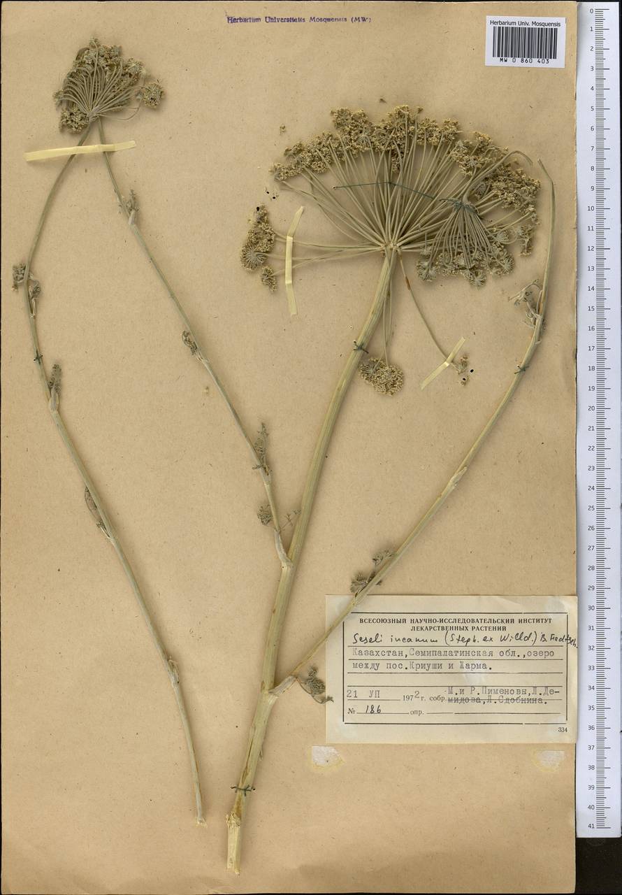 Libanotis incana (Stephan ex Willd.) O. Fedtsch. & B. Fedtsch., Middle Asia, Muyunkumy, Balkhash & Betpak-Dala (M9) (Kazakhstan)