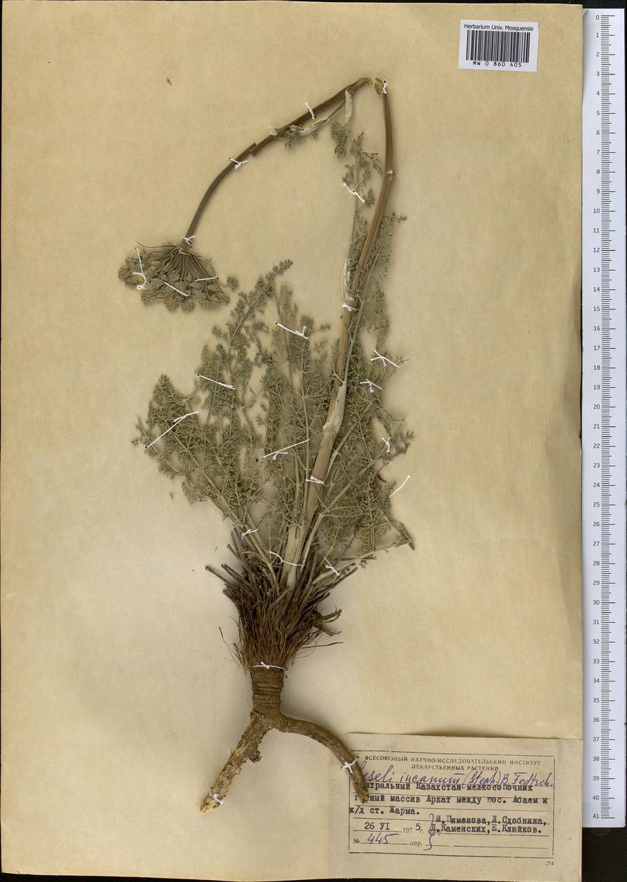 Libanotis incana (Stephan ex Willd.) O. Fedtsch. & B. Fedtsch., Middle Asia, Muyunkumy, Balkhash & Betpak-Dala (M9) (Kazakhstan)