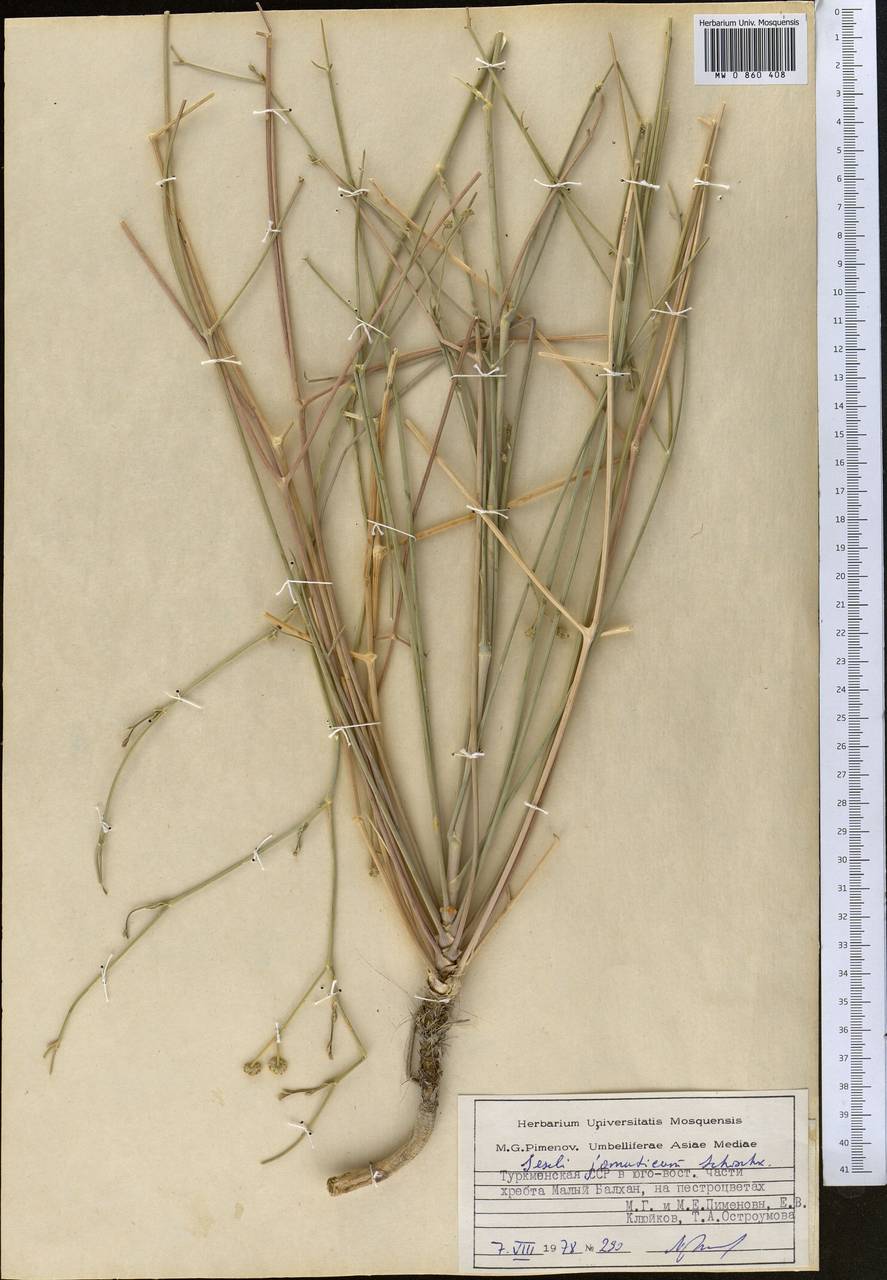 Seseli jomuticum Schischk., Middle Asia, Kopet Dag, Badkhyz, Small & Great Balkhan (M1) (Turkmenistan)