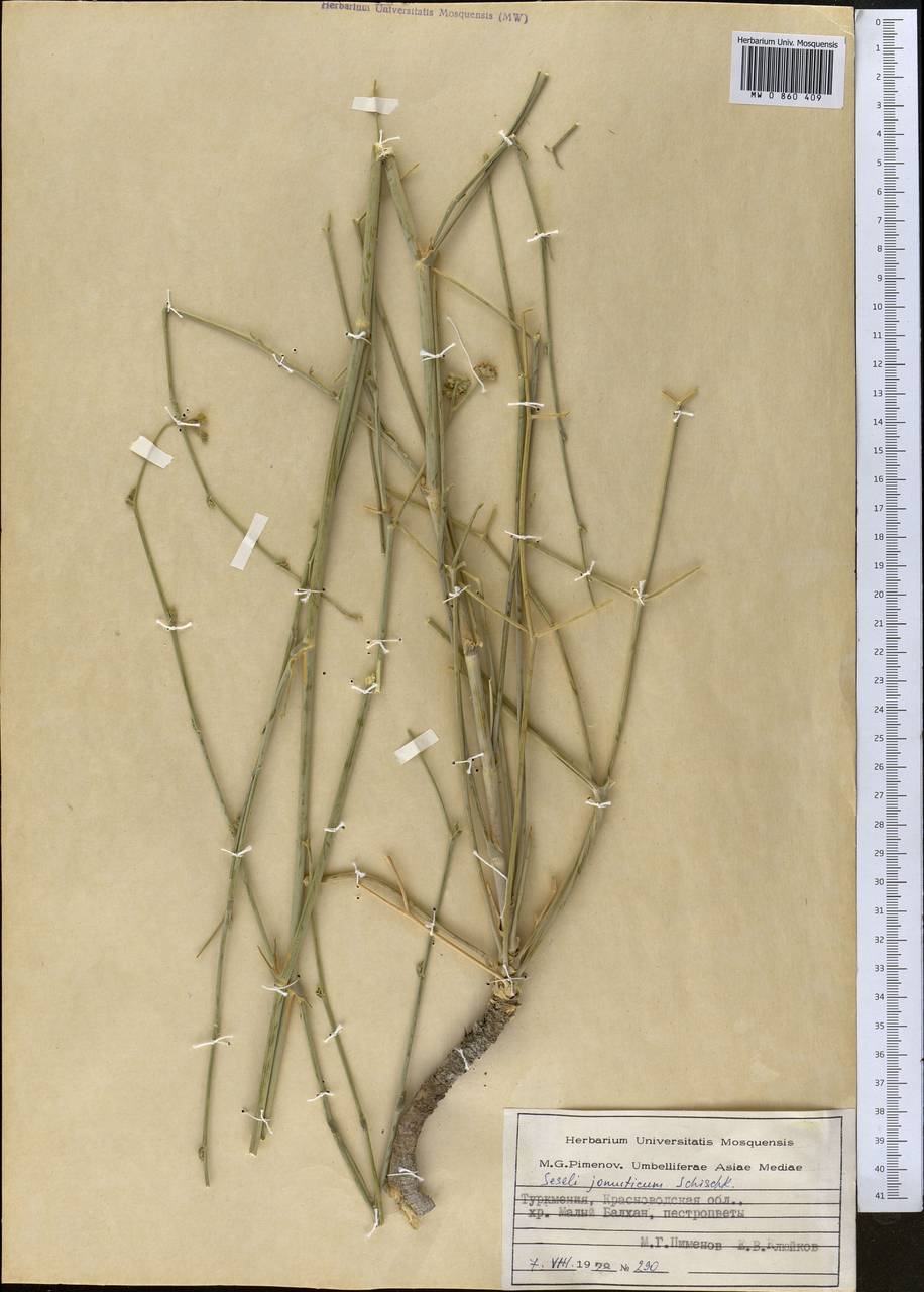 Seseli jomuticum Schischk., Middle Asia, Kopet Dag, Badkhyz, Small & Great Balkhan (M1) (Turkmenistan)