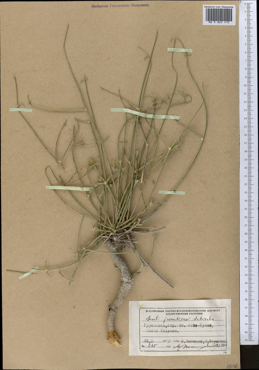 Seseli jomuticum Schischk., Middle Asia, Kopet Dag, Badkhyz, Small & Great Balkhan (M1) (Turkmenistan)