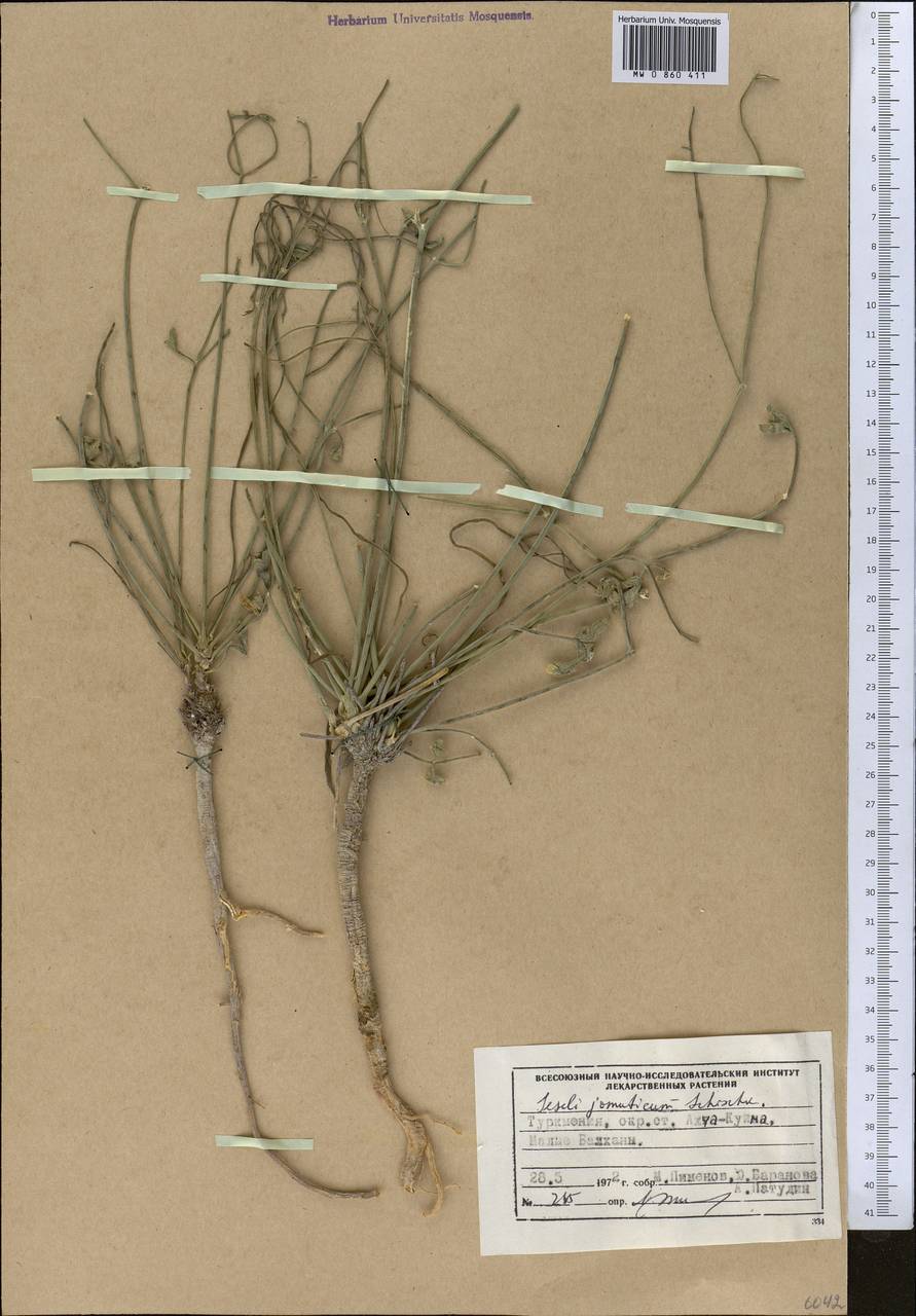 Seseli jomuticum Schischk., Middle Asia, Kopet Dag, Badkhyz, Small & Great Balkhan (M1) (Turkmenistan)