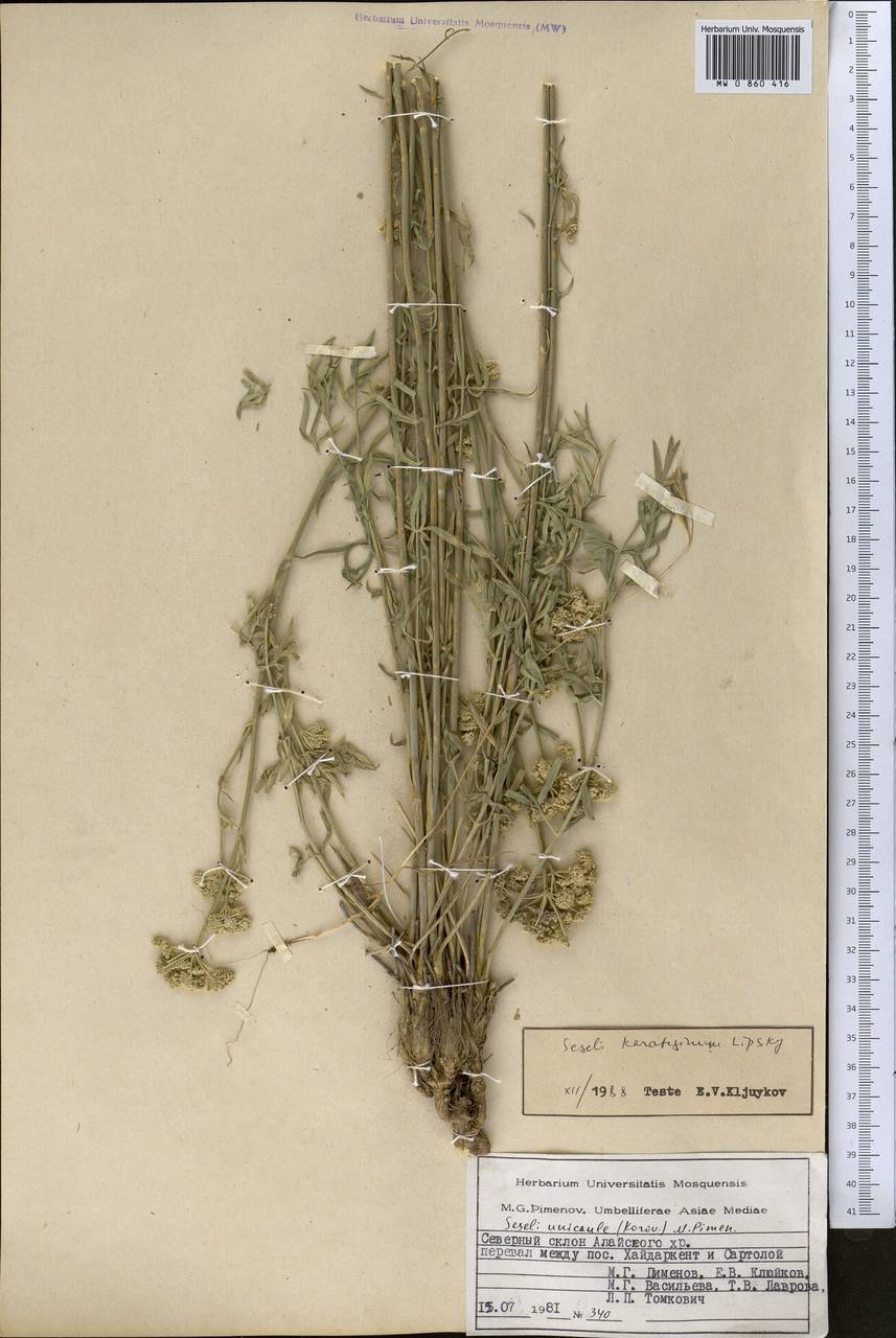 Seseli karateginum Lipsky, Middle Asia, Pamir & Pamiro-Alai (M2) (Kyrgyzstan)