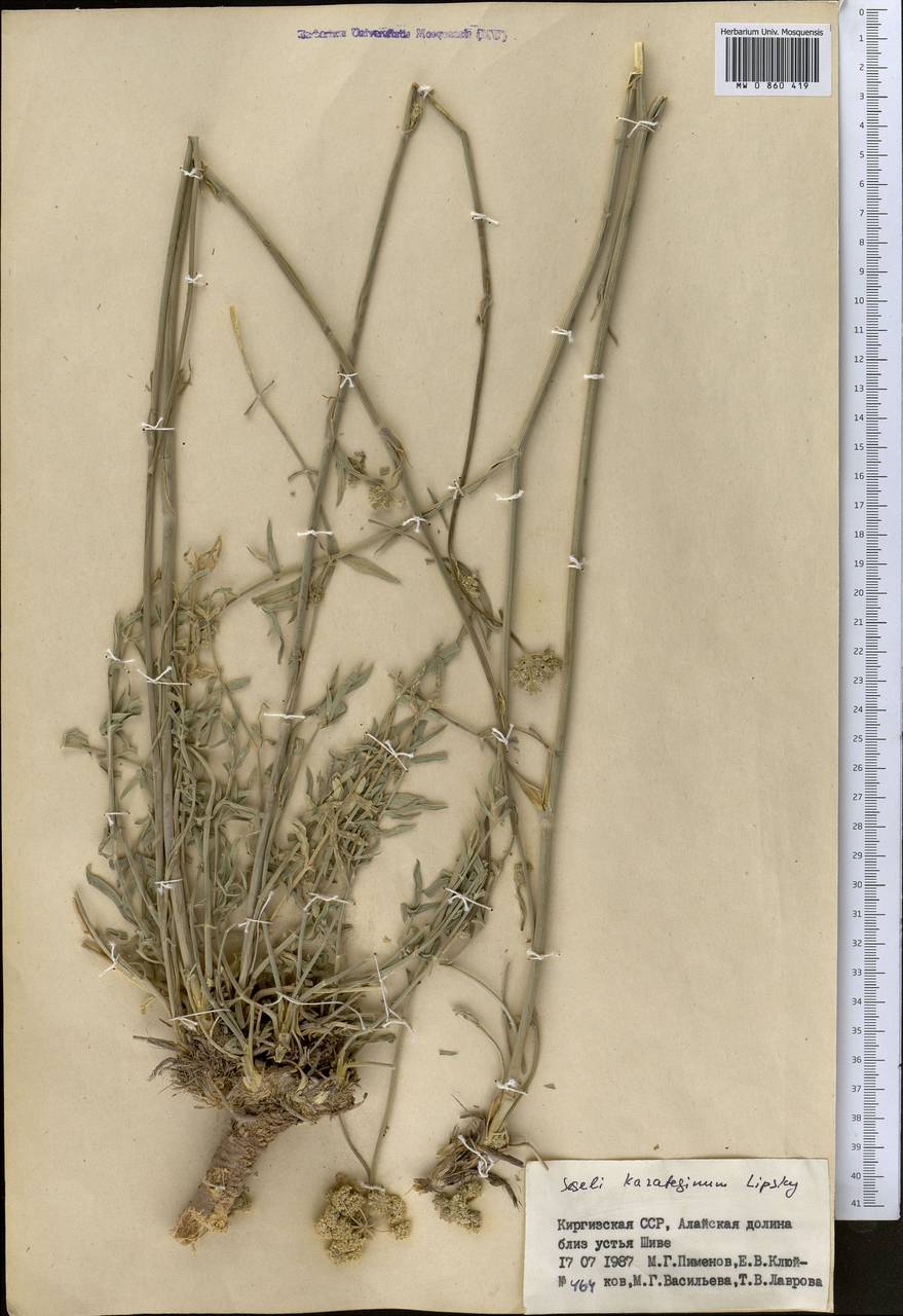 Seseli karateginum Lipsky, Middle Asia, Pamir & Pamiro-Alai (M2) (Kyrgyzstan)