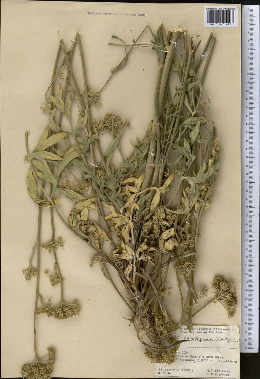 Seseli karateginum Lipsky, Middle Asia, Pamir & Pamiro-Alai (M2) (Kyrgyzstan)