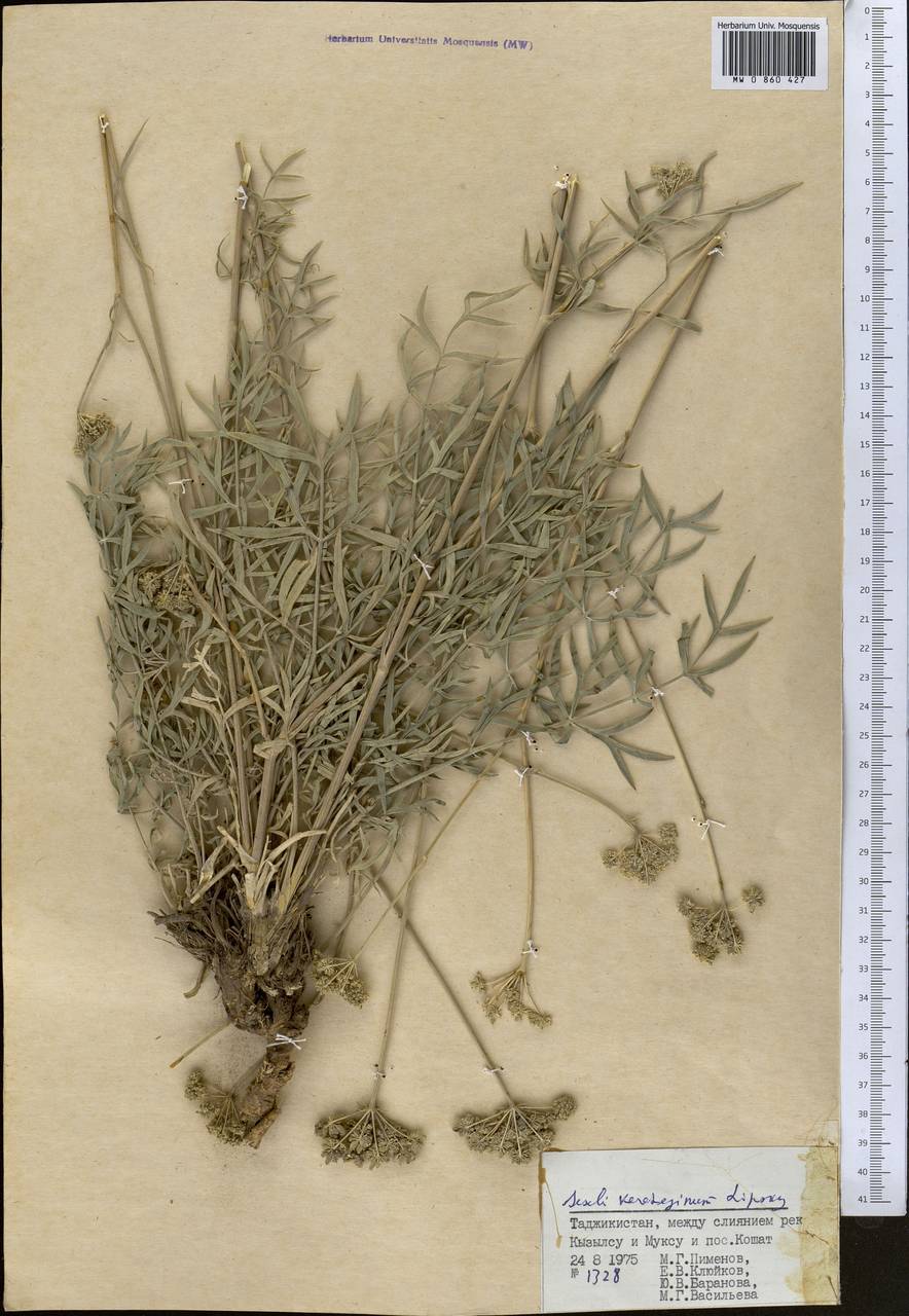 Seseli karateginum Lipsky, Middle Asia, Pamir & Pamiro-Alai (M2) (Tajikistan)