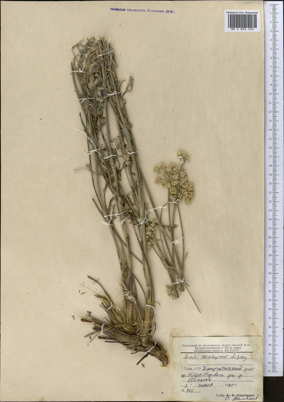 Seseli karateginum Lipsky, Middle Asia, Pamir & Pamiro-Alai (M2) (Tajikistan)