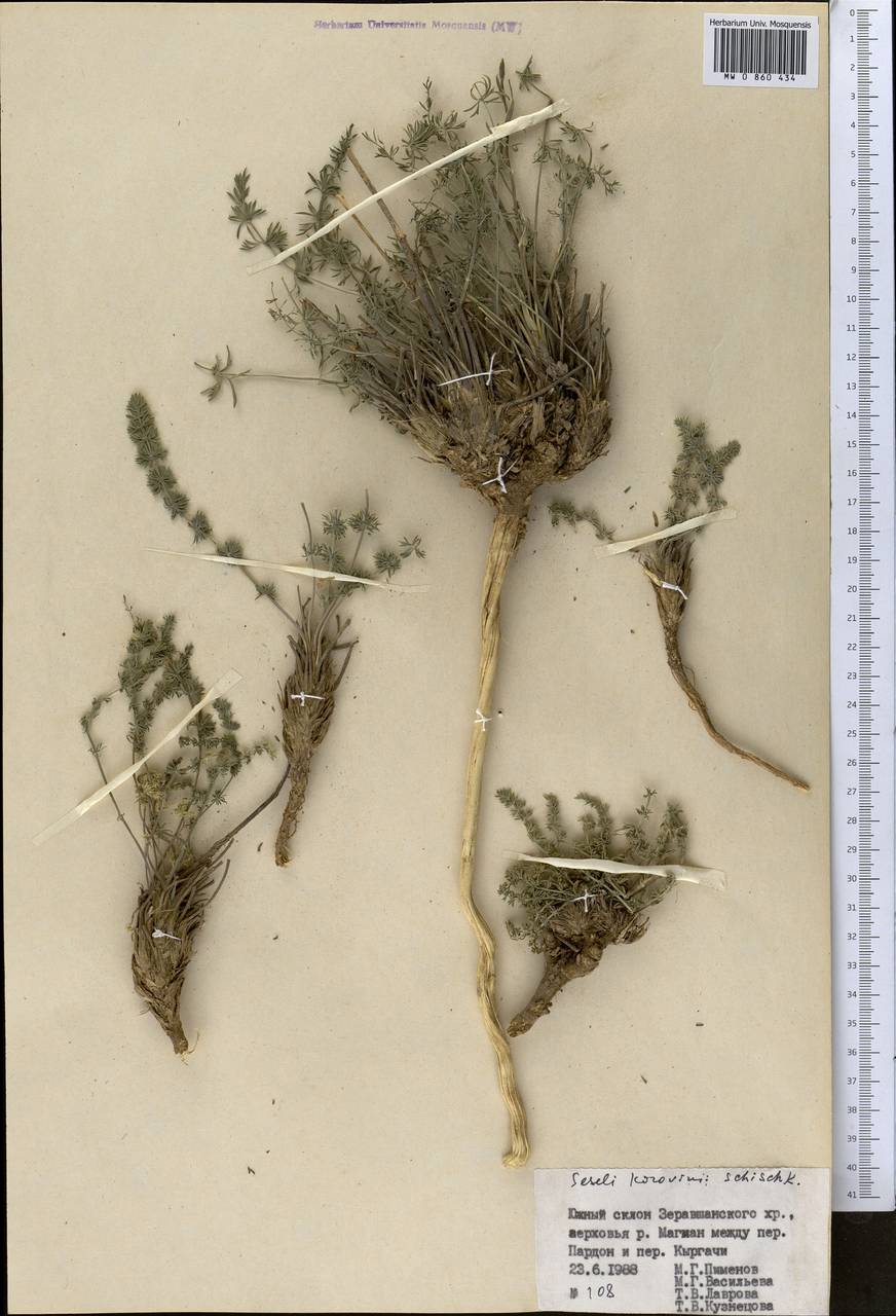 Libanotis korovinii (Schischk.) Korov., Middle Asia, Pamir & Pamiro-Alai (M2) (Tajikistan)