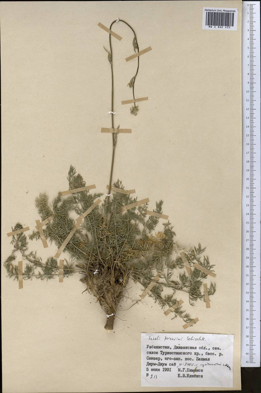 Libanotis korovinii (Schischk.) Korov., Middle Asia, Pamir & Pamiro-Alai (M2) (Uzbekistan)