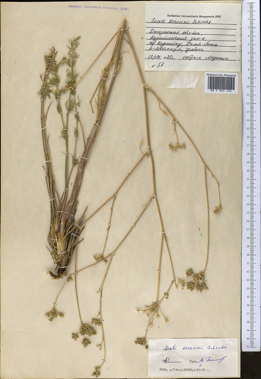 Libanotis korovinii (Schischk.) Korov., Middle Asia, Pamir & Pamiro-Alai (M2) (Uzbekistan)