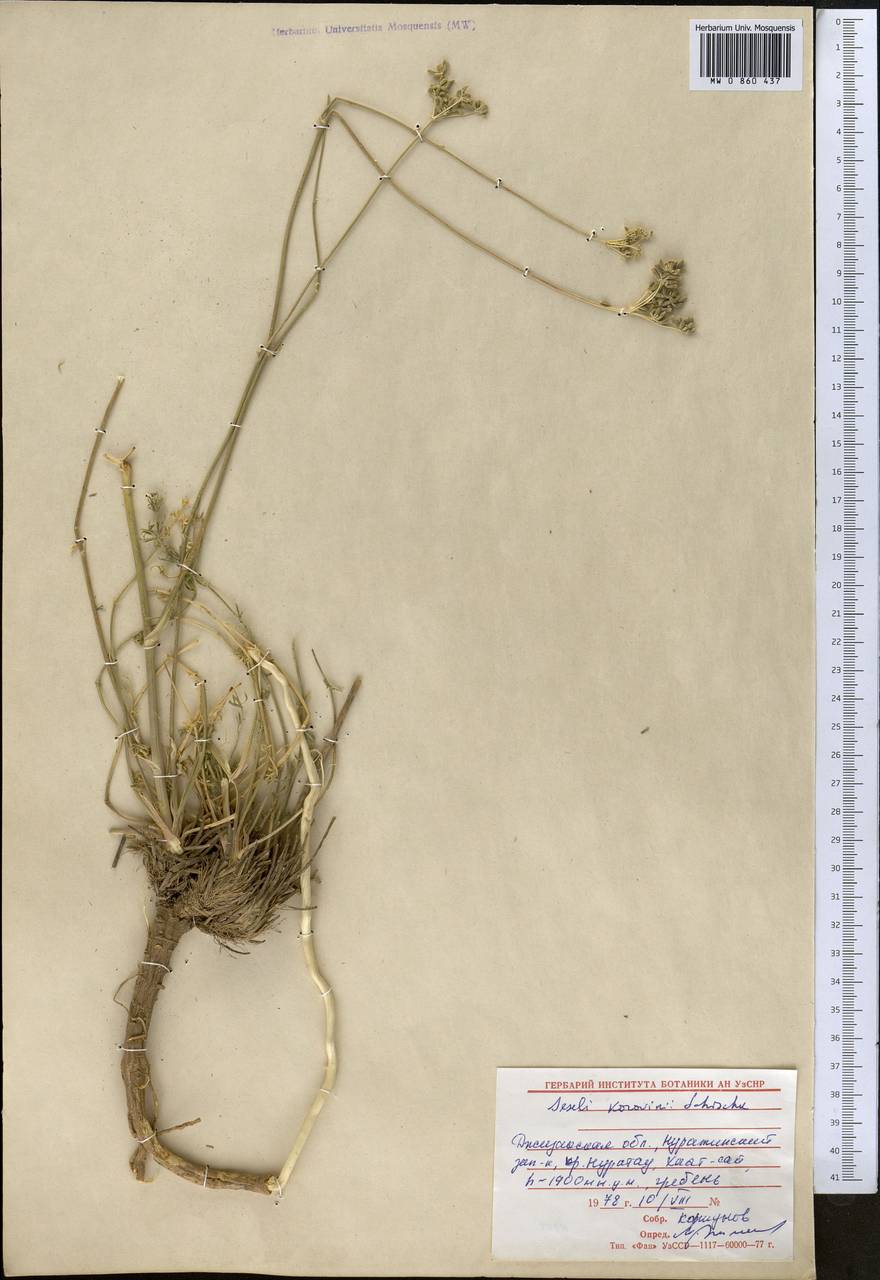 Libanotis korovinii (Schischk.) Korov., Middle Asia, Pamir & Pamiro-Alai (M2) (Uzbekistan)