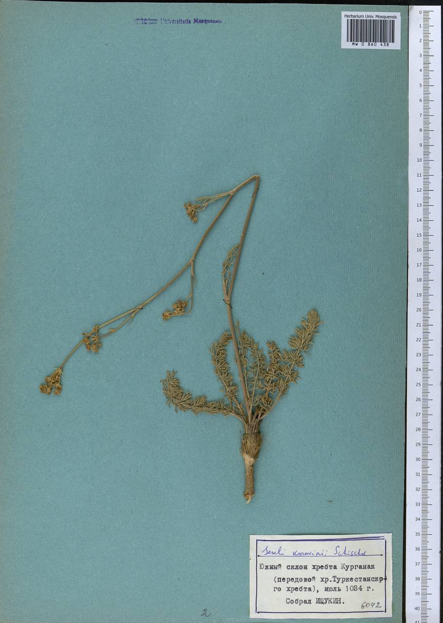 Libanotis korovinii (Schischk.) Korov., Middle Asia, Pamir & Pamiro-Alai (M2) (Tajikistan)