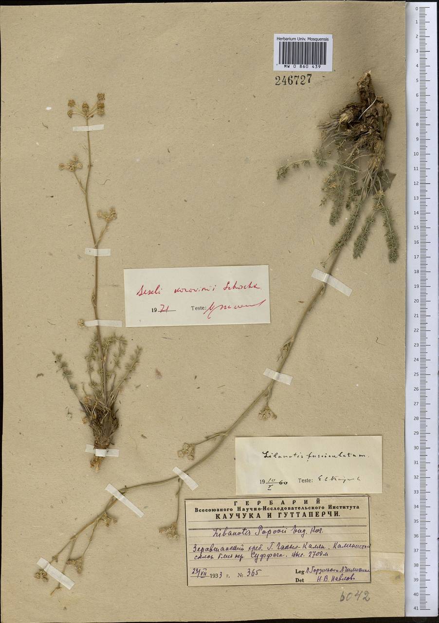 Libanotis korovinii (Schischk.) Korov., Middle Asia, Pamir & Pamiro-Alai (M2) (Uzbekistan)