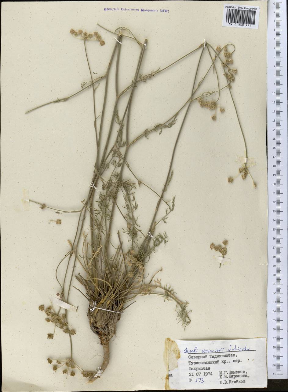 Libanotis korovinii (Schischk.) Korov., Middle Asia, Pamir & Pamiro-Alai (M2) (Tajikistan)