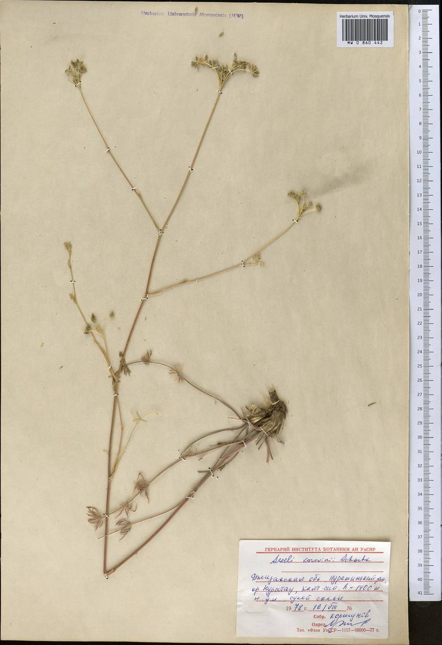 Libanotis korovinii (Schischk.) Korov., Middle Asia, Pamir & Pamiro-Alai (M2) (Uzbekistan)