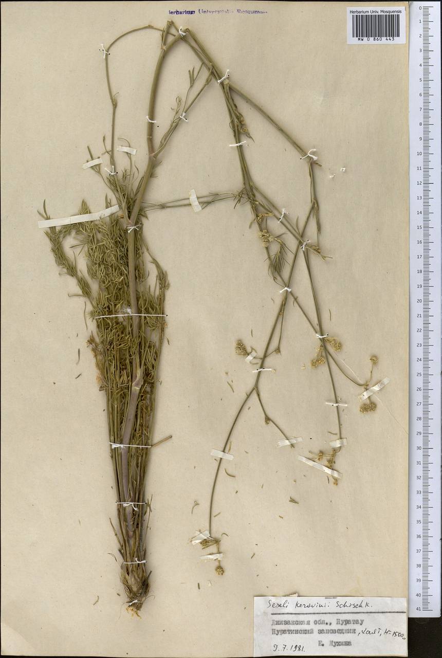 Libanotis korovinii (Schischk.) Korov., Middle Asia, Pamir & Pamiro-Alai (M2) (Uzbekistan)