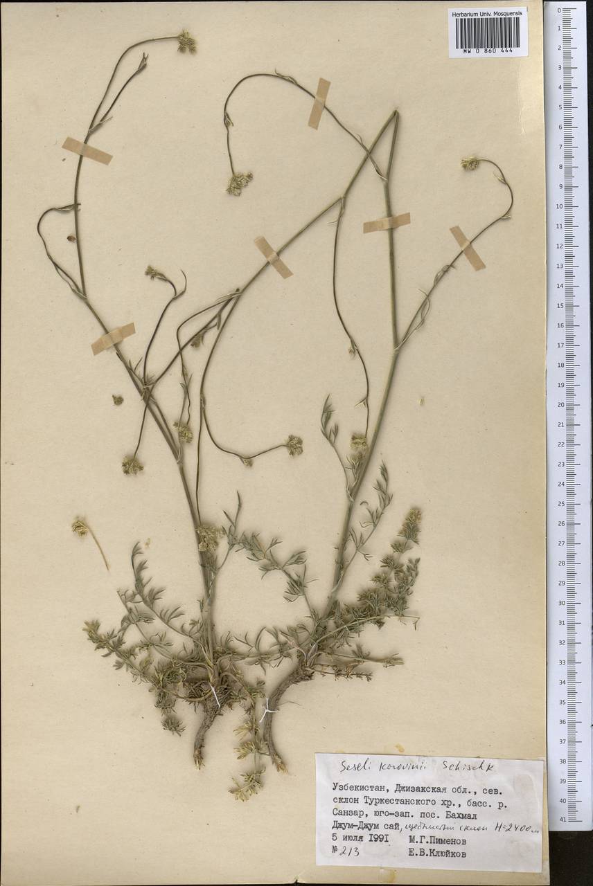 Libanotis korovinii (Schischk.) Korov., Middle Asia, Pamir & Pamiro-Alai (M2) (Uzbekistan)