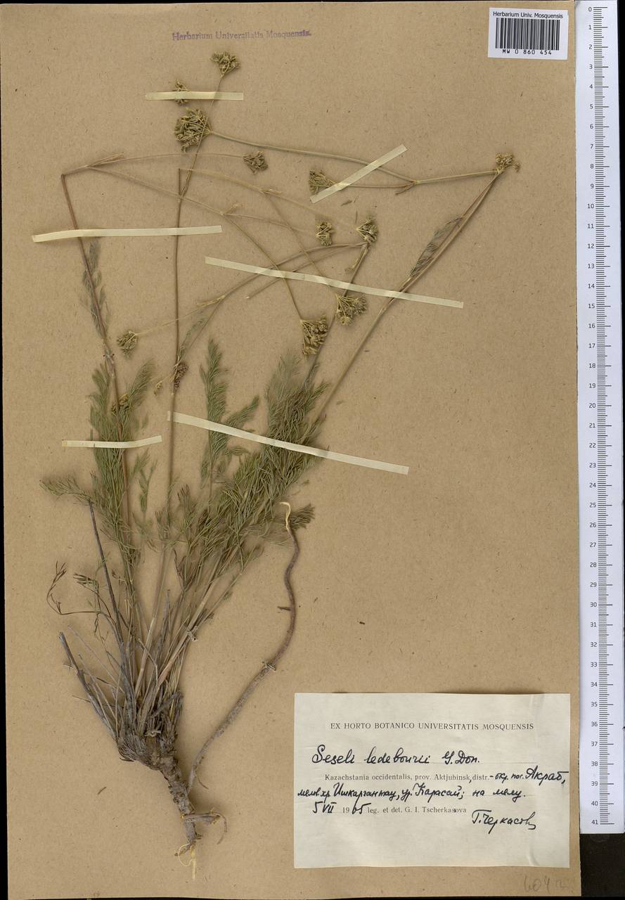 Hippomarathrum ledebourii (G. Don), Middle Asia, Caspian Ustyurt & Northern Aralia (M8) (Kazakhstan)