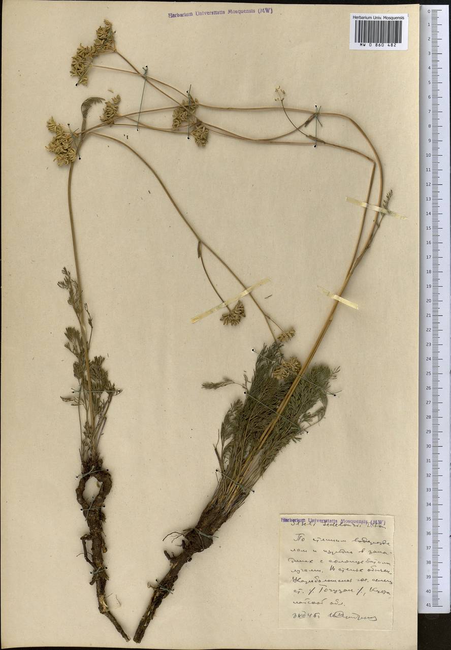 Hippomarathrum ledebourii (G. Don), Middle Asia, Northern & Central Kazakhstan (M10) (Kazakhstan)