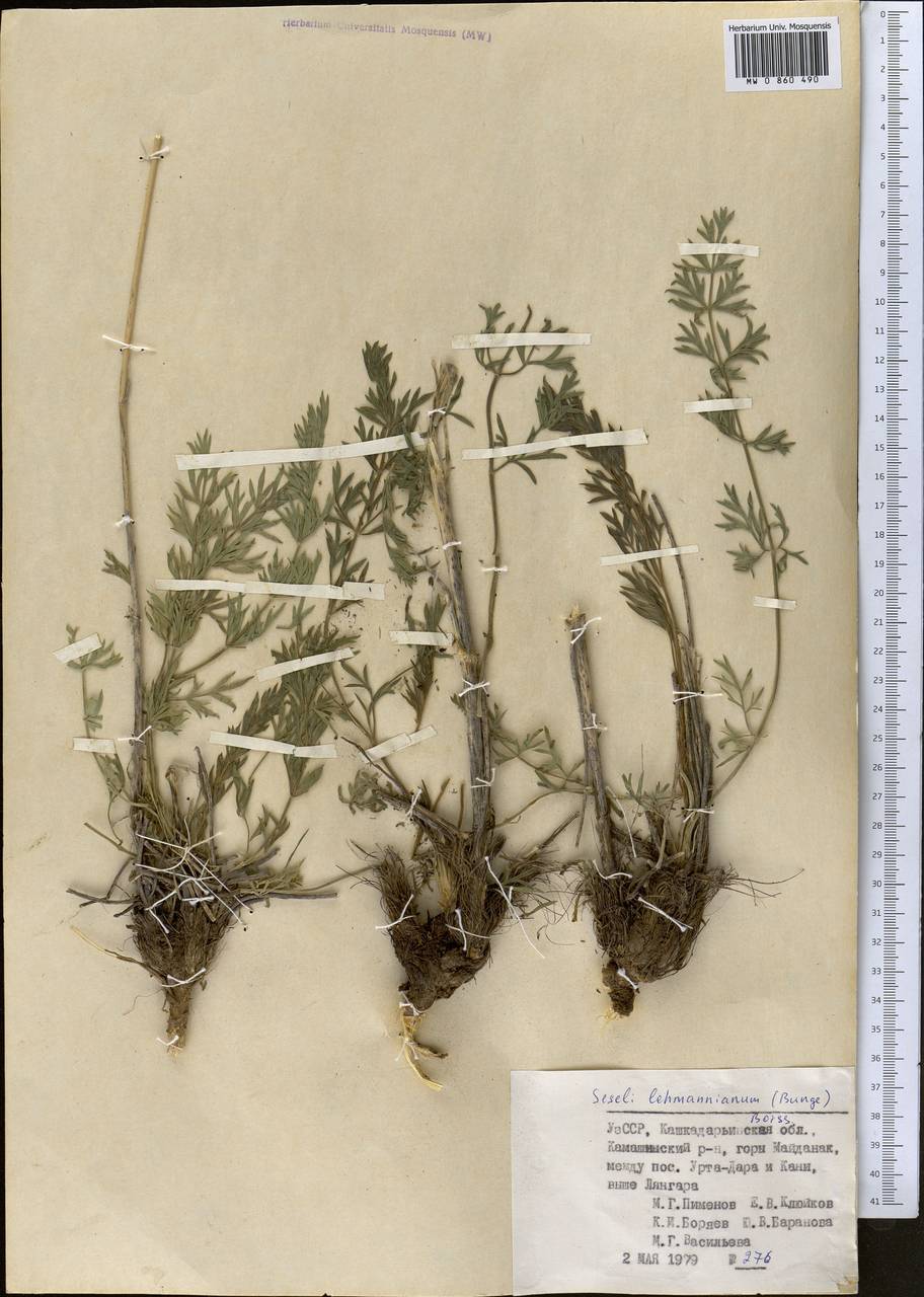 Seseli lehmannianum (Bunge) Boiss., Middle Asia, Pamir & Pamiro-Alai (M2) (Uzbekistan)