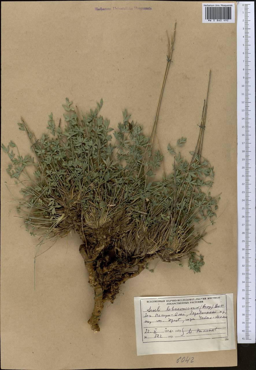 Seseli lehmannianum (Bunge) Boiss., Middle Asia, Pamir & Pamiro-Alai (M2) (Uzbekistan)