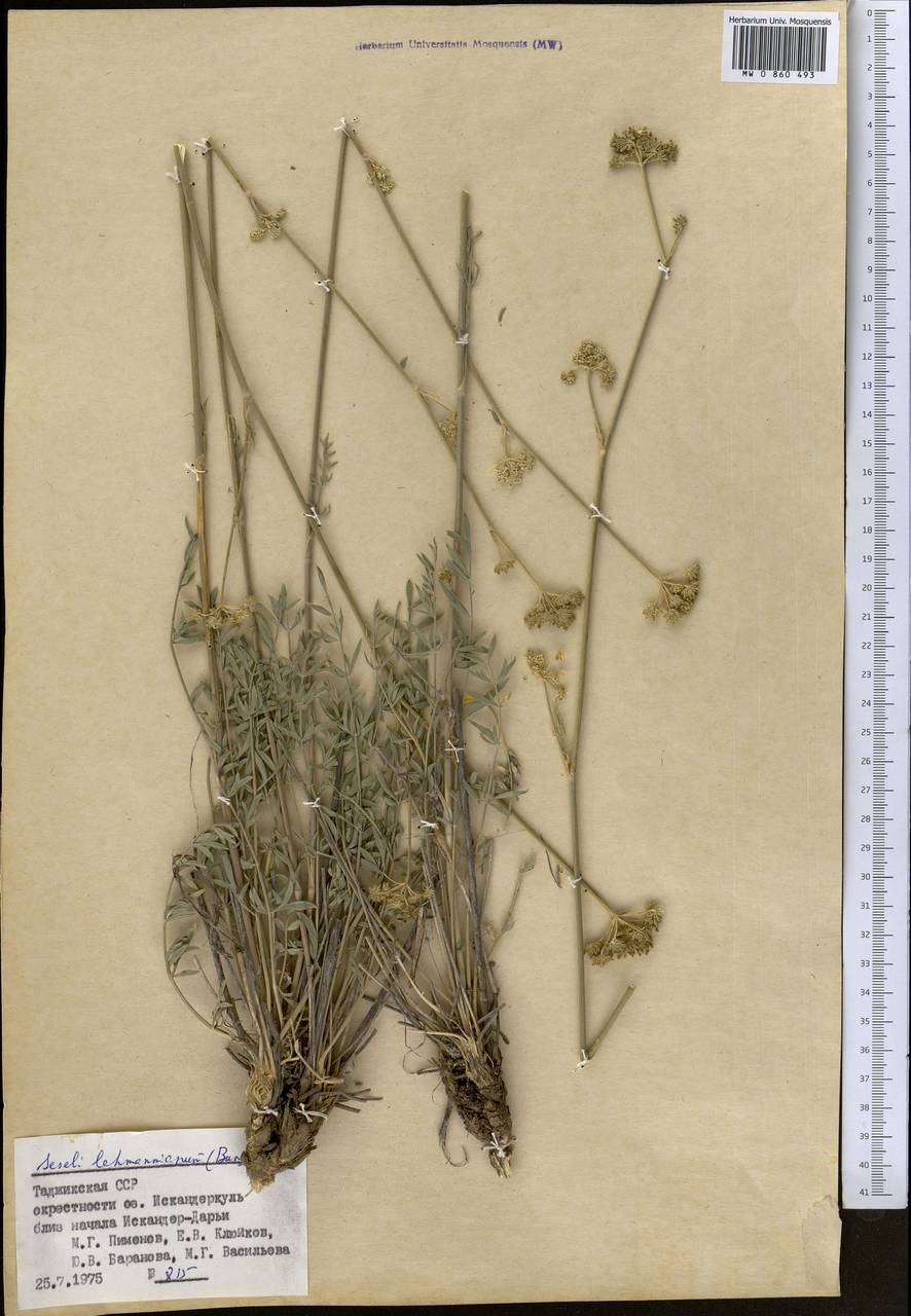 Seseli lehmannianum (Bunge) Boiss., Middle Asia, Pamir & Pamiro-Alai (M2) (Tajikistan)
