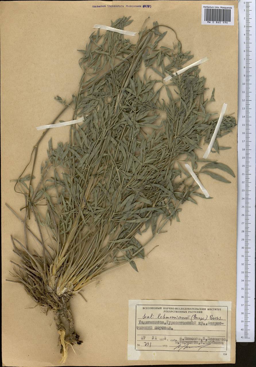 Seseli lehmannianum (Bunge) Boiss., Middle Asia, Pamir & Pamiro-Alai (M2) (Tajikistan)