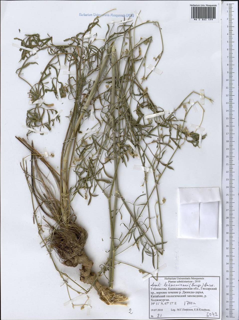 Seseli lehmannianum (Bunge) Boiss., Middle Asia, Pamir & Pamiro-Alai (M2) (Uzbekistan)